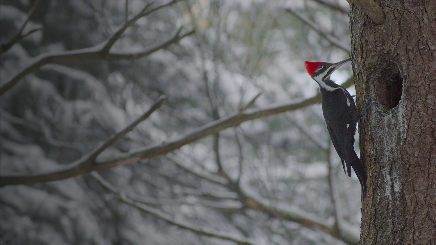 Woodpecker on a tree trunk with a snowy landscape in the background